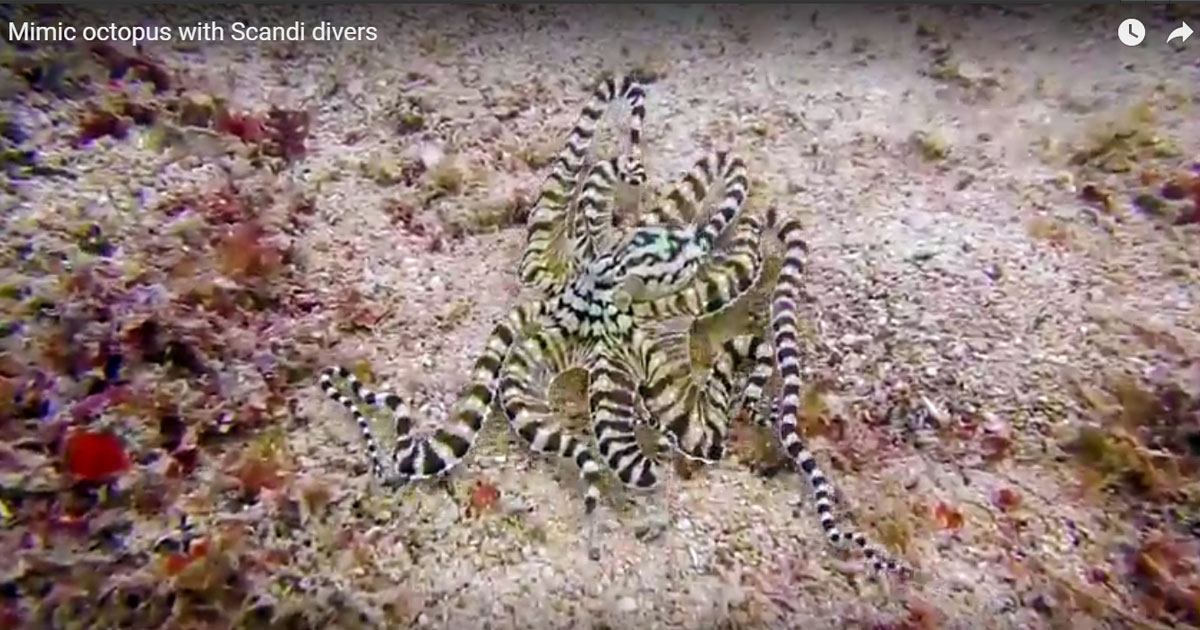 mimic octopus creature feature scandi divers resort puerto galera