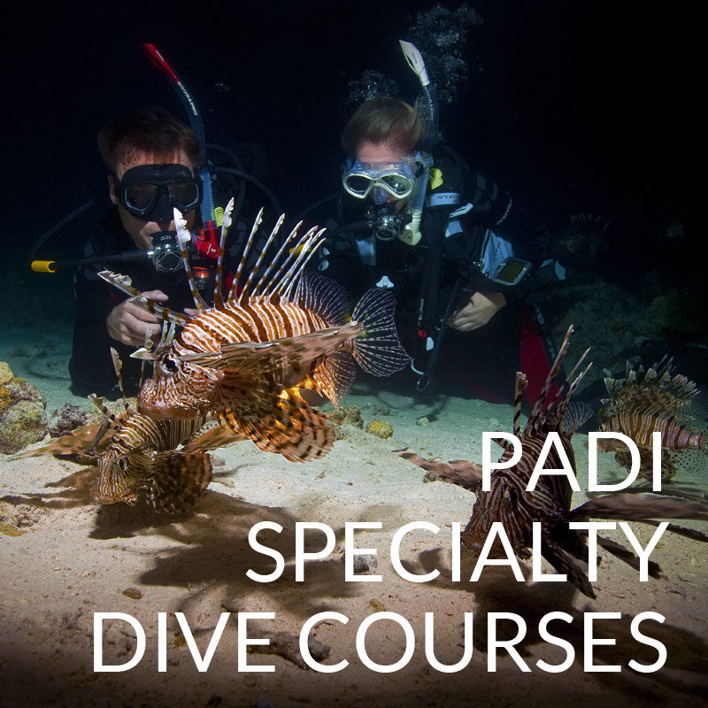 padi specialty dive courses puerto galera