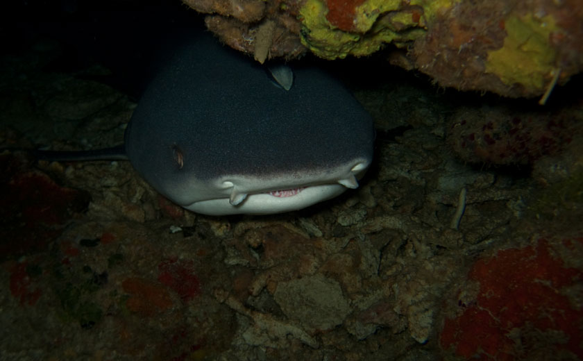 shark cave dive site puerto galera
