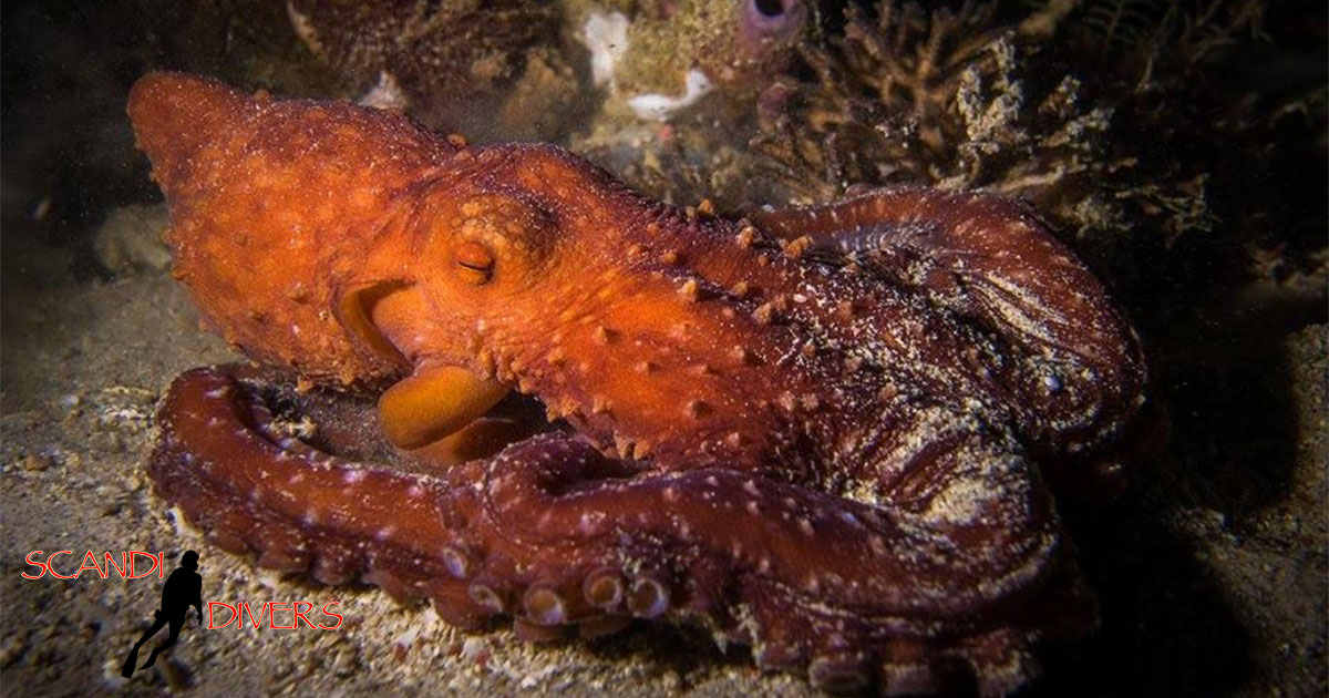 octopus creature feature scandi divers resort puerto galera