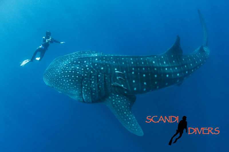 UN shark protection convention