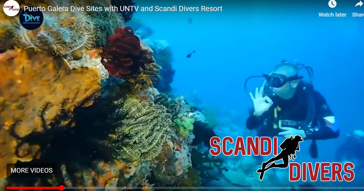 puerto galera dive sites philippines
