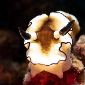 nudibranch photograph puerto galera