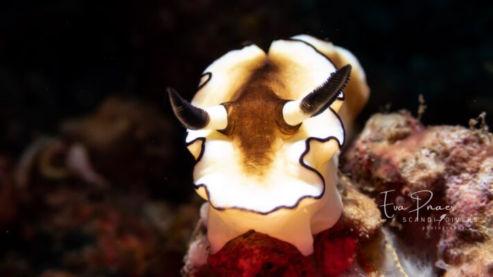 nudibranch photograph puerto galera